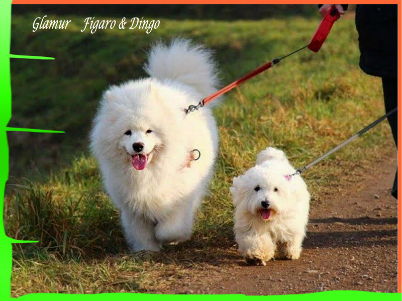 Coton de Tulear